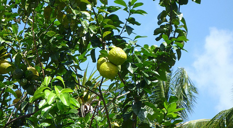 Seville oranges on the tree