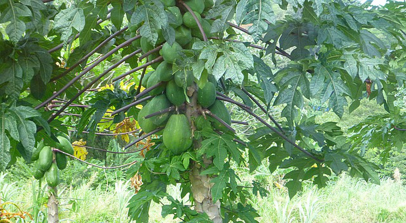 Nutmeg pods on the tree alongside the road