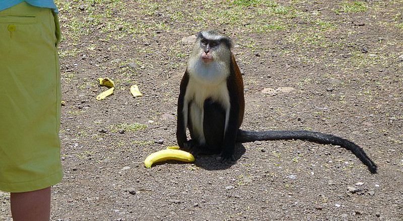 Banana fan!