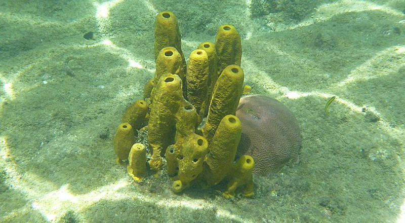 Amazing corals and sponges