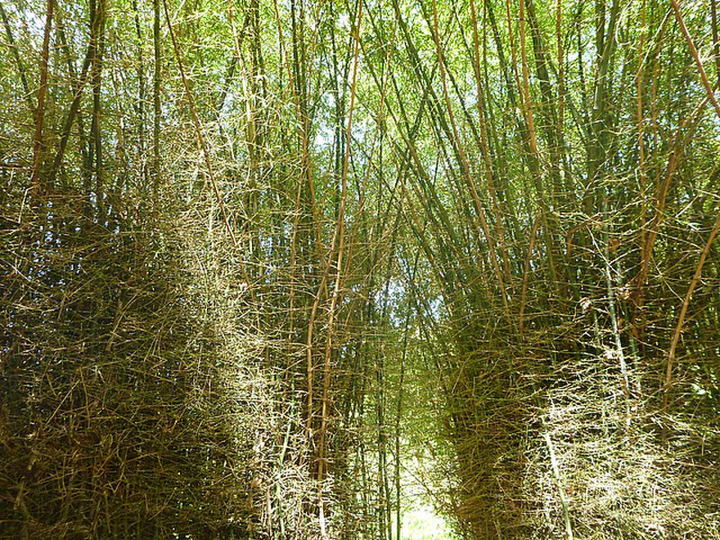 Botanical Gardens - Bamboo House