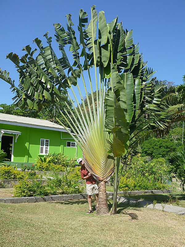Jane standing beside  a huge palm