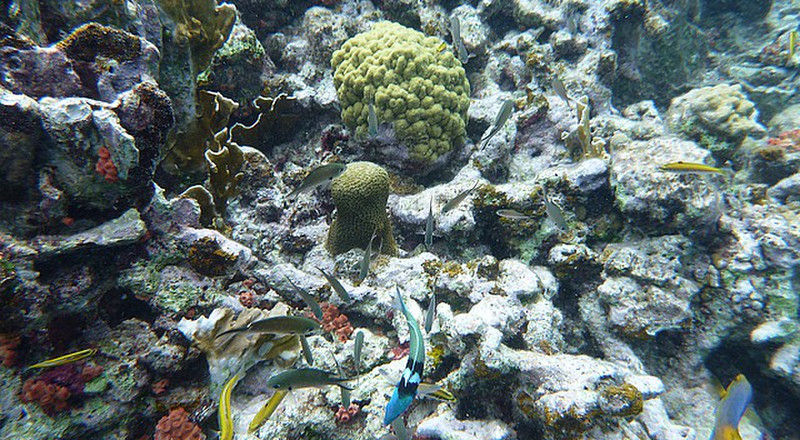 Unbelievable coral reef on Klein Bonaire