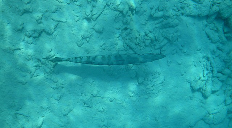 Juvenile barracuda - just hanging out