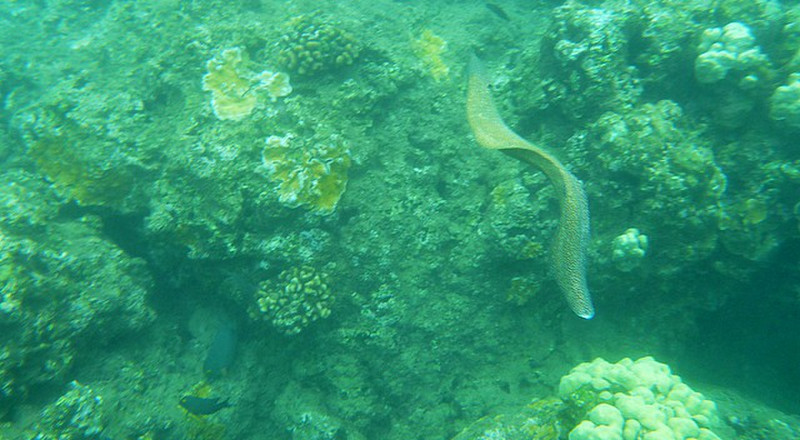 Free swimming eel