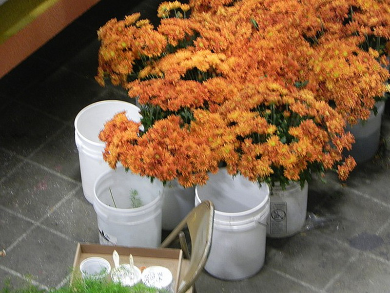 Mums for decorating