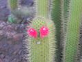 Funny face cactus