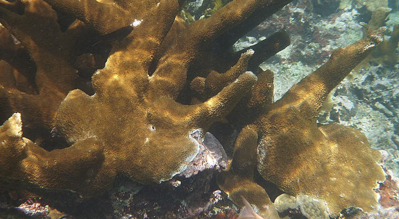 Coral stand