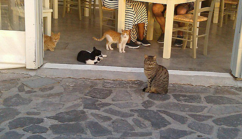 village cats