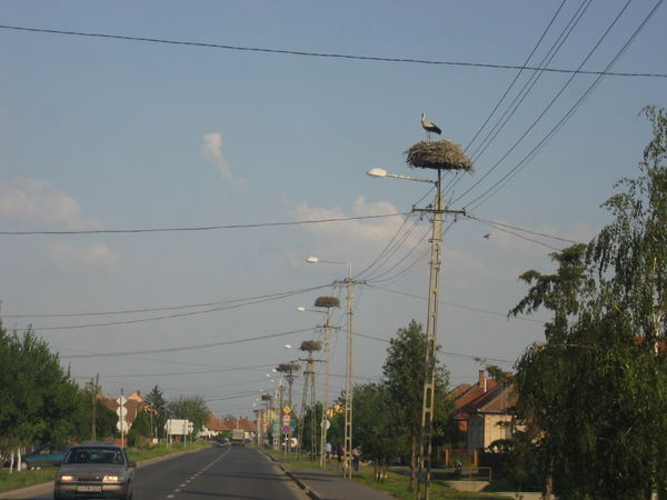 Stork nests on lamposts