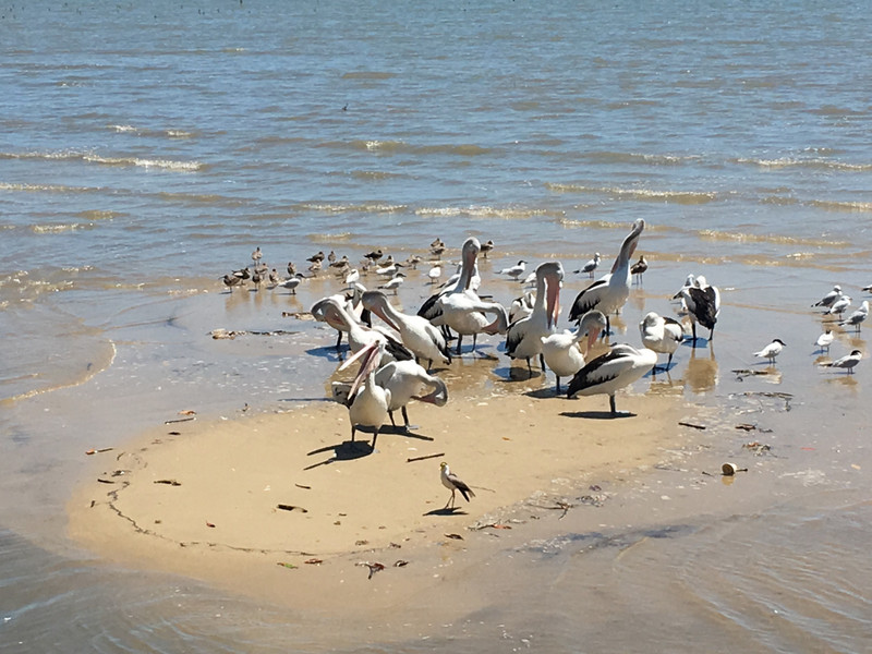 Mögen und Pelikane an der Promenade