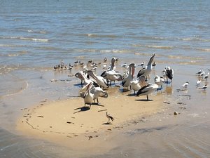 Mögen und Pelikane an der Promenade