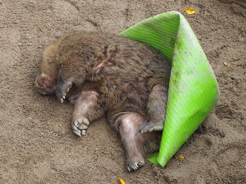 Wombats schlafen offensichtlich auch gerne...