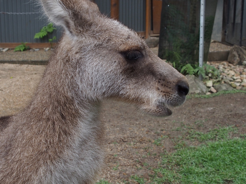Nahaufnahme: Känguru oder Lama?