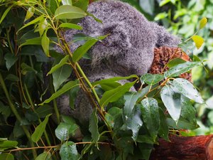 Koalabär tut das, was er 22 Std am Tag tut