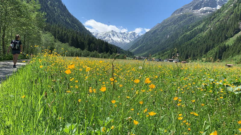 Wildblumen vor Alpen