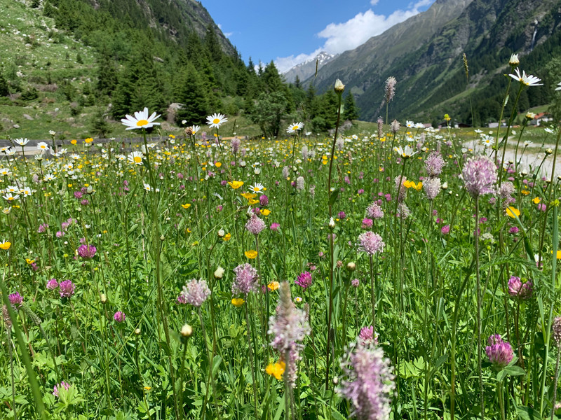 Wildblumenwiese Alpen