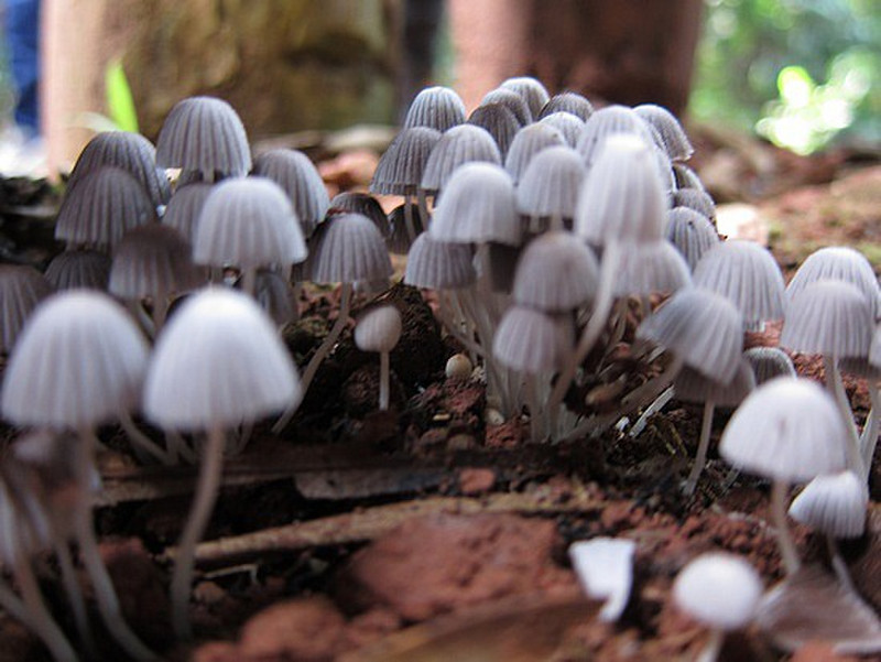 Mini Pilze