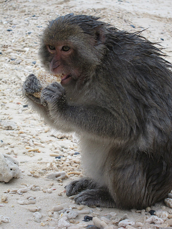 Affe auf Monkey Island