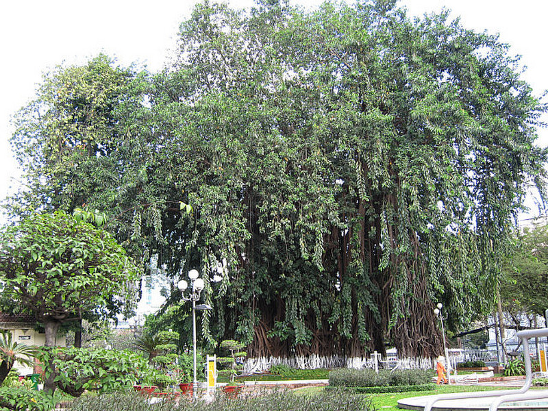 Ein stattlicher Stadtbaum