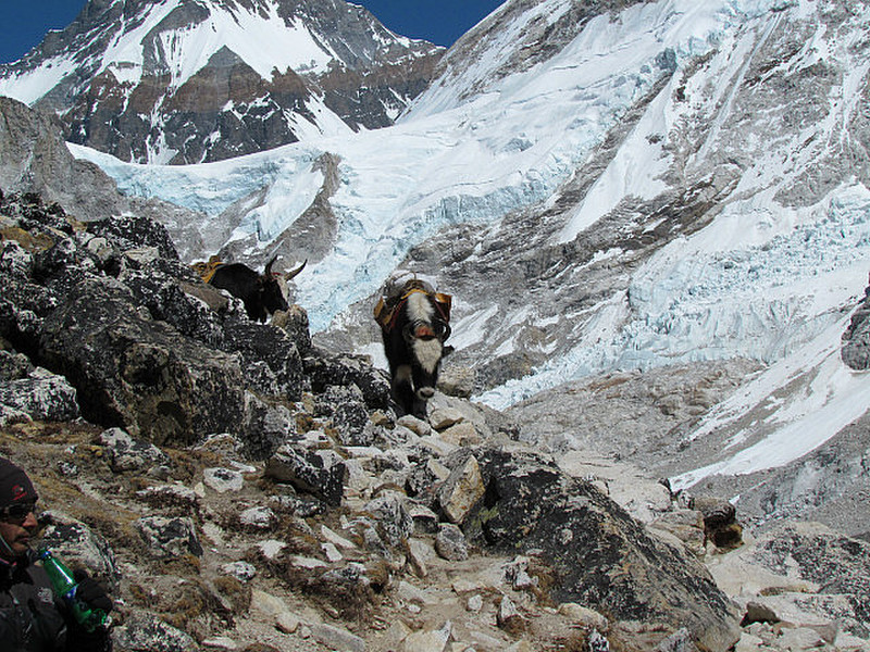 Yaks vor Mount Everest Gletscher.