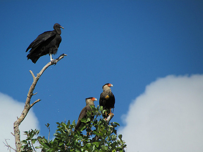 Vogelwelt.