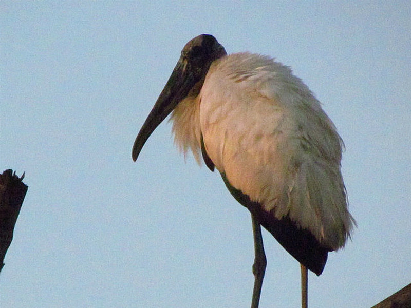 Jabiru Storch