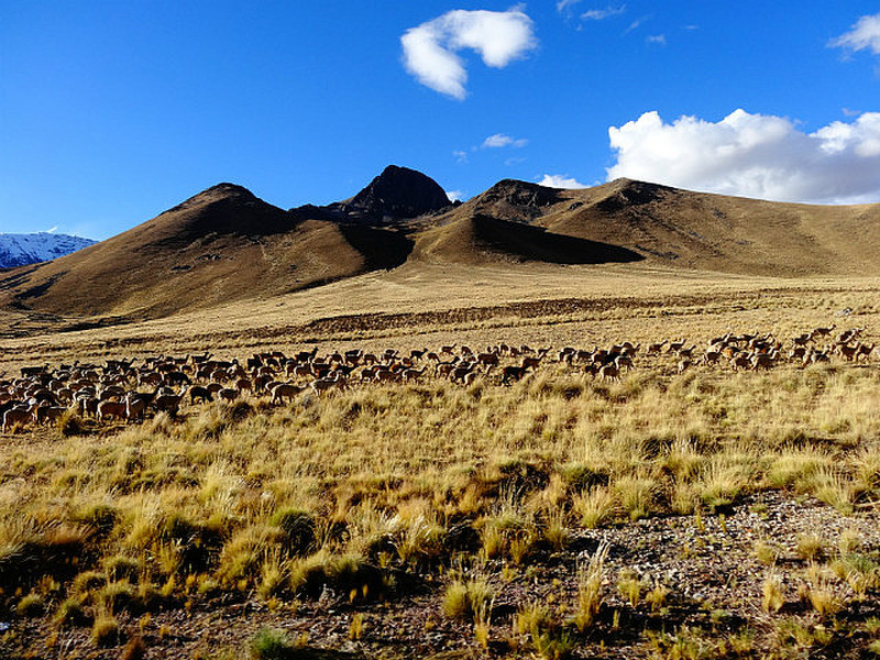 Altiplano Lama-Herde