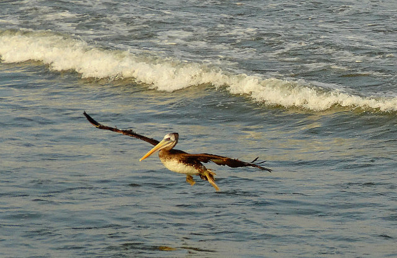 Suedamerikanischer Pelikan kurz voe der Landung.