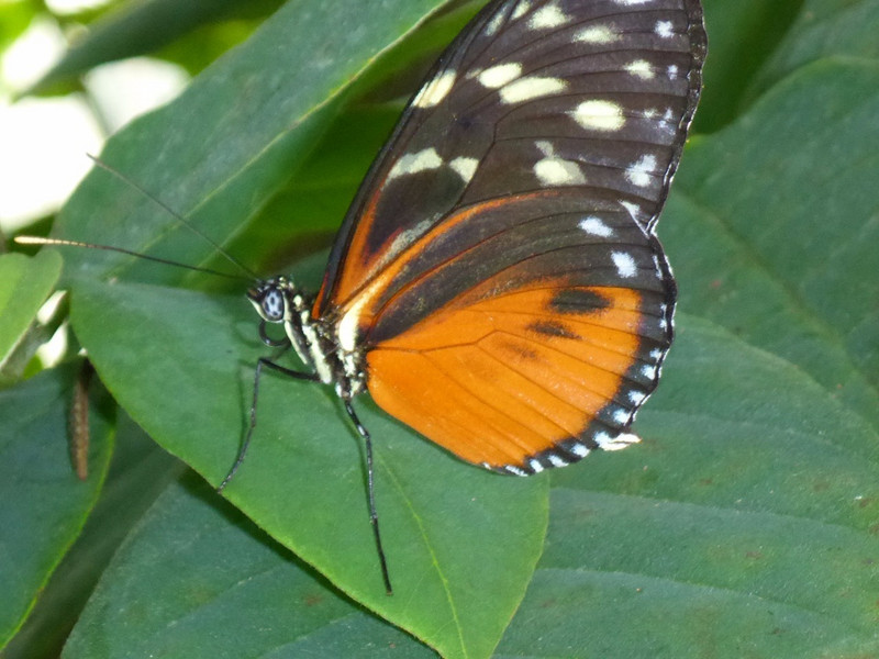 Schmetterling Mainau II