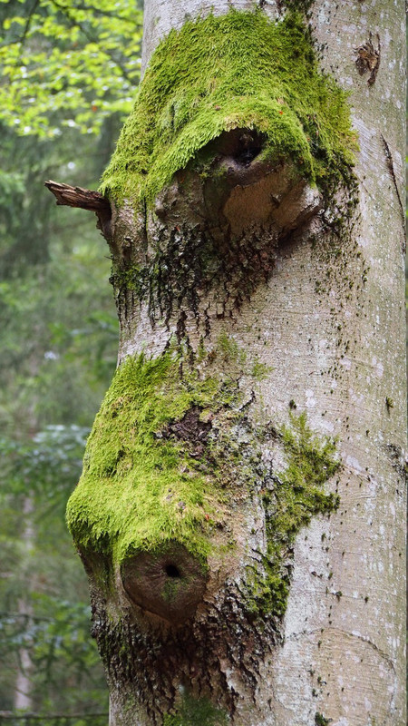 Bison oder Baum im Bayerischen Wald