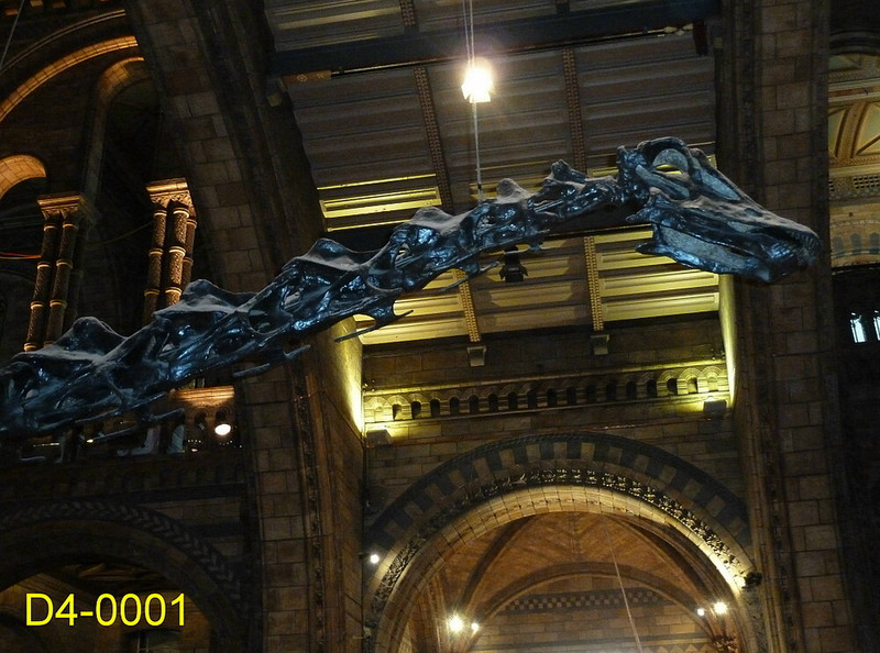 &quot;Dippy&quot; at the Natural Science Museum