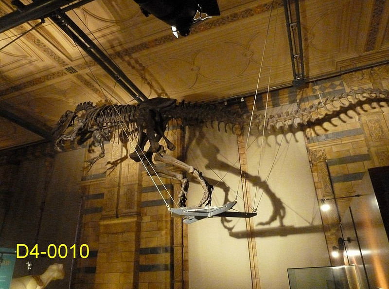 Dinosauer exhibit