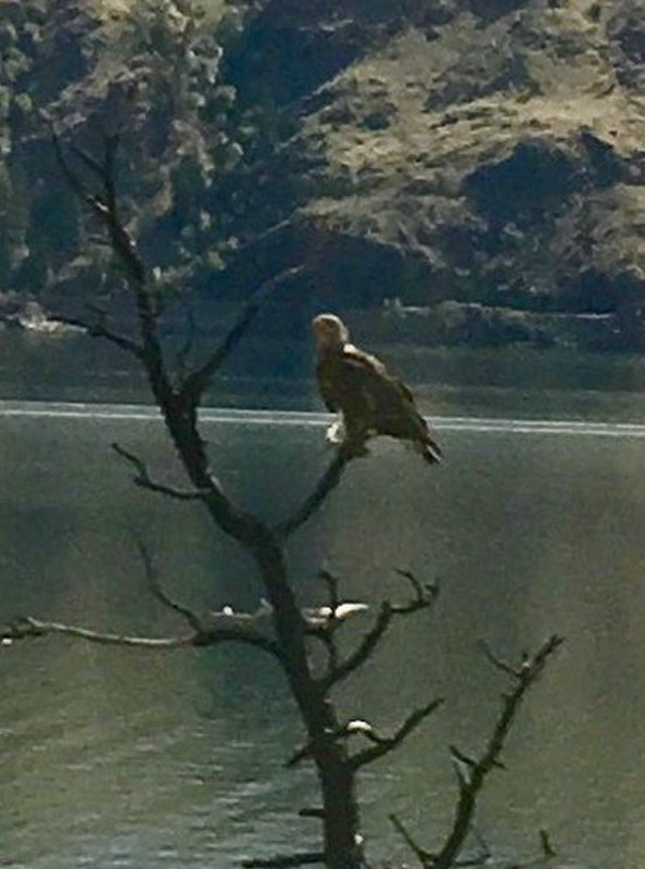 Osprey on a perch