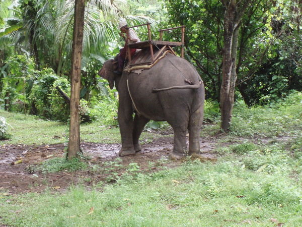 Our elephant!