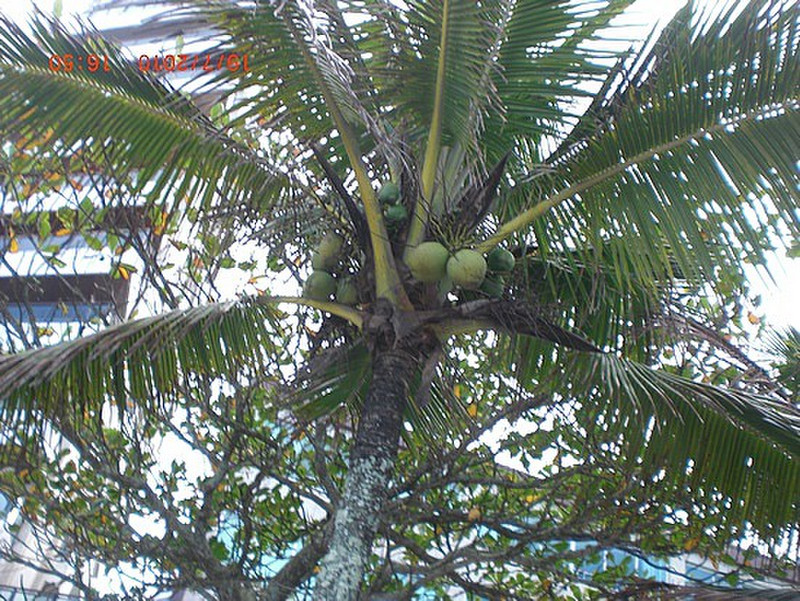 Her vokser kokosen p&aring; palmene