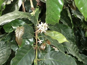 Blomstring p&aring; kaffeplanter