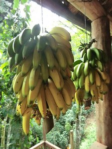 Bananer vokser her ogs&aring;