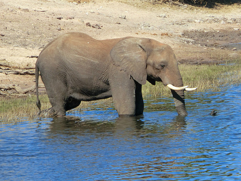 Elefant som bader