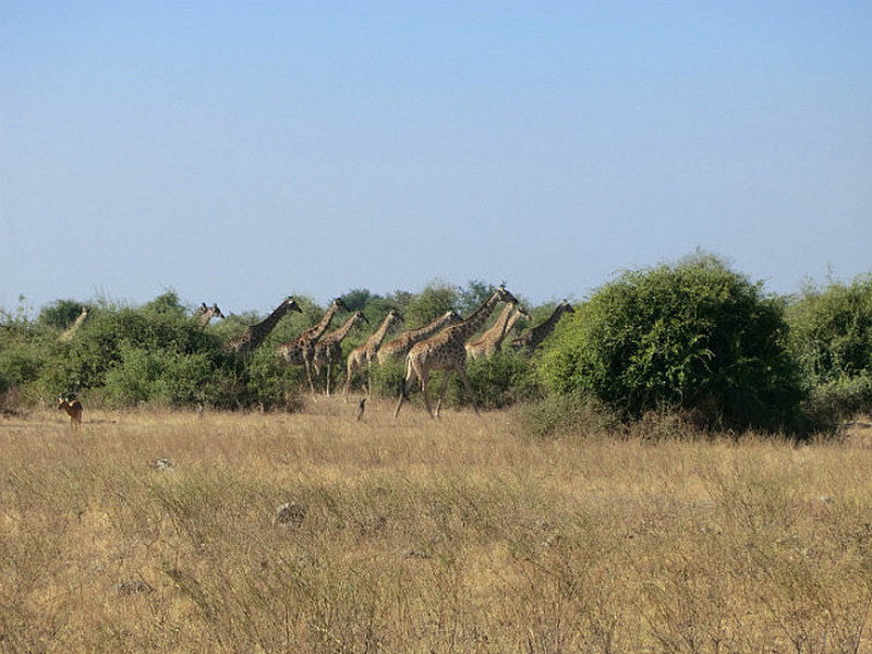 L&oslash;pende giraffer i flokk