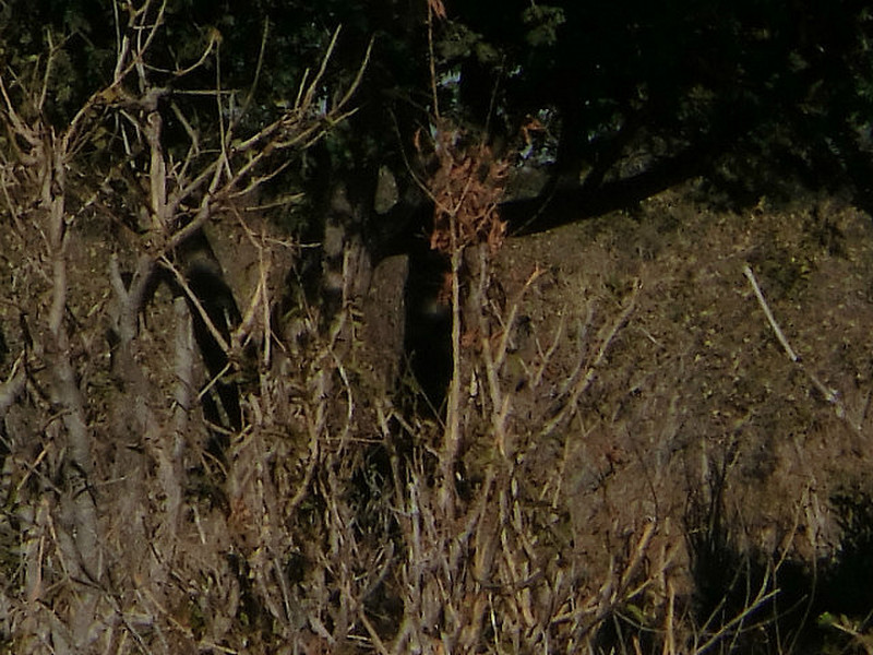 Leopard-bytte (impala) som henger p&aring; treet