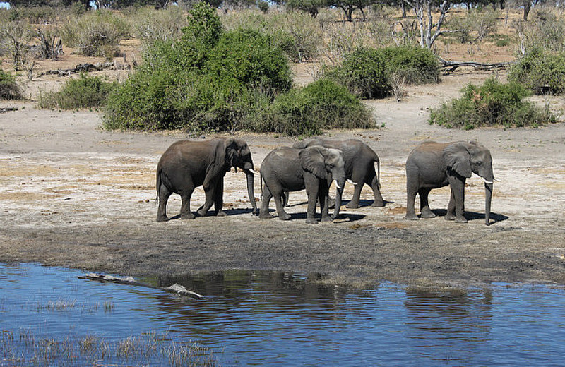Elefanter langs floden