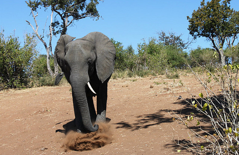 elefant p&aring; vei mot bilen