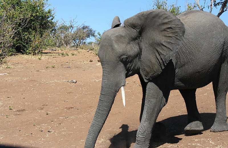 elefant p&aring; vei mot bilen