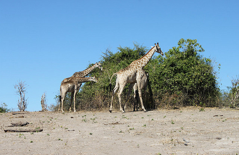 Sultne giraffer
