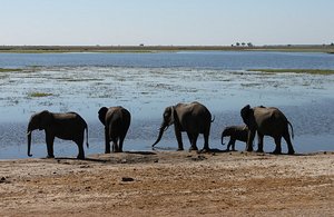 elefantfamilie