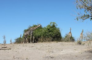 sultne giraffer