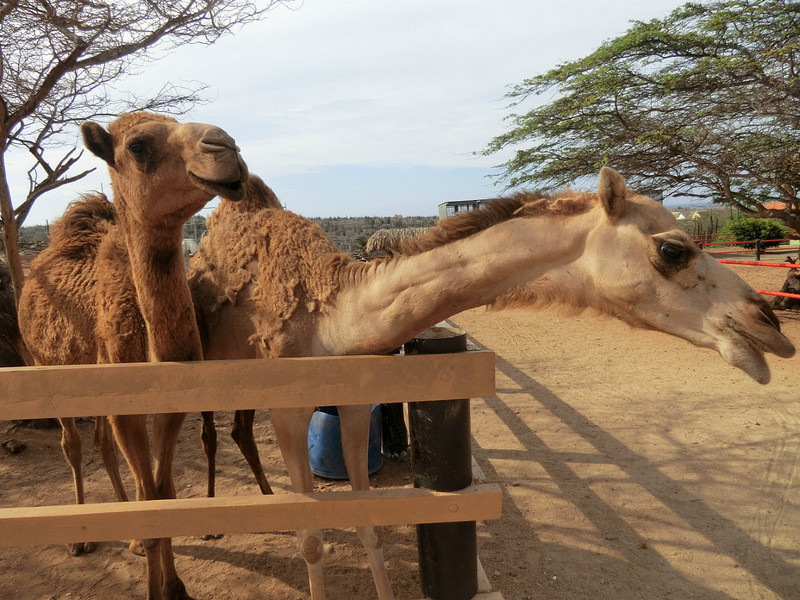Glupske kameler