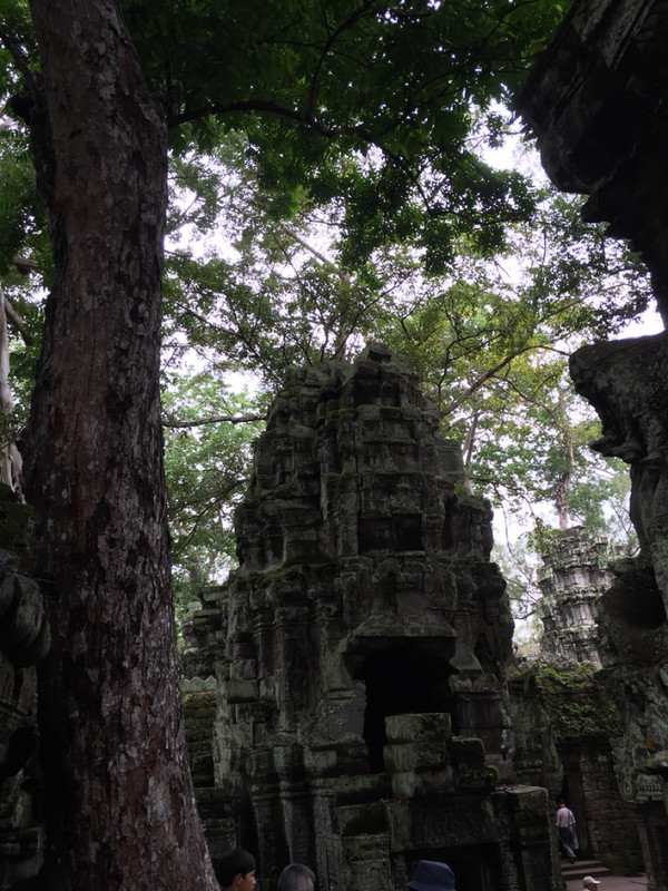 Templer i skogen
