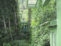 Taubane opp i regnskogen